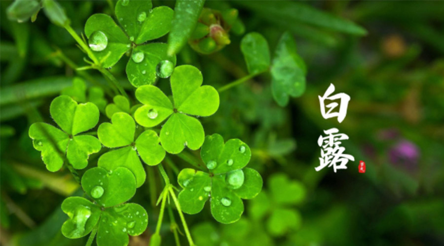白露時節(jié)！ 金環(huán)電器提醒大家要注意這些事項